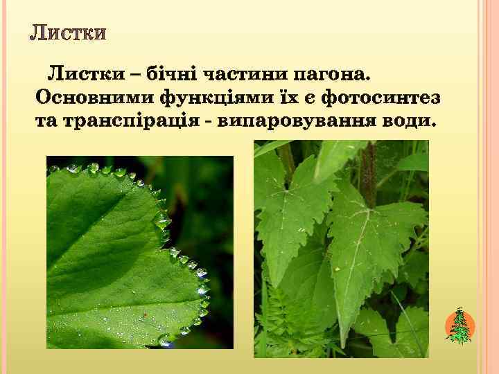 ЛИСТКИ Листки – бічні частини пагона. Основними функціями їх є фотосинтез та транспірація -