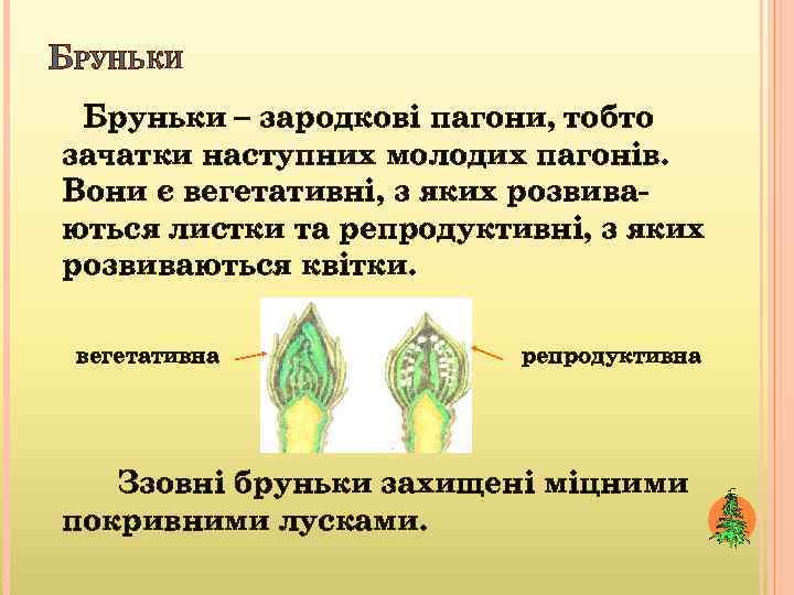 БРУНЬКИ Бруньки – зародкові пагони, тобто зачатки наступних молодих пагонів. Вони є вегетативні, з