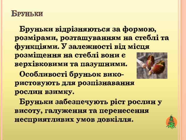 БРУНЬКИ Бруньки відрізняються за формою, розмірами, розташуванням на стеблі та функціями. У залежності від