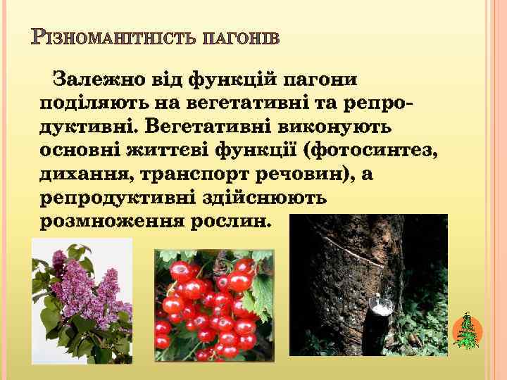 РІЗНОМАНІТНІСТЬ ПАГОНІВ Залежно від функцій пагони поділяють на вегетативні та репродуктивні. Вегетативні виконують основні