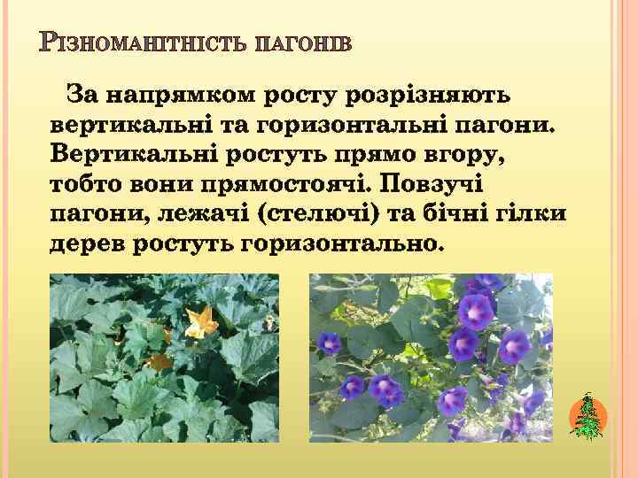 РІЗНОМАНІТНІСТЬ ПАГОНІВ За напрямком росту розрізняють вертикальні та горизонтальні пагони. Вертикальні ростуть прямо вгору,