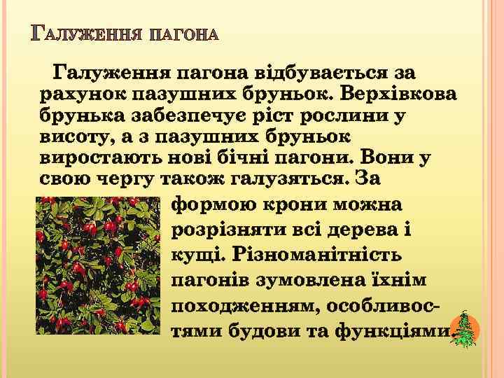 ГАЛУЖЕННЯ ПАГОНА Галуження пагона відбувається за рахунок пазушних бруньок. Верхівкова брунька забезпечує ріст рослини