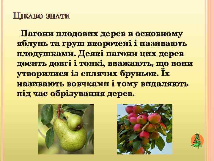 ЦІКАВО ЗНАТИ Пагони плодових дерев в основному яблунь та груш вкорочені і називають плодушками.