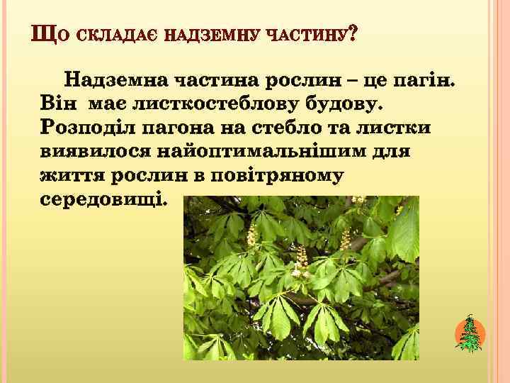 ЩО СКЛАДАЄ НАДЗЕМНУ ЧАСТИНУ? Надземна частина рослин – це пагін. Він має листкостеблову будову.