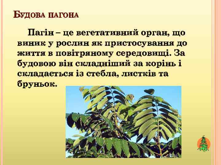 БУДОВА ПАГОНА Пагін – це вегетативний орган, що виник у рослин як пристосування до