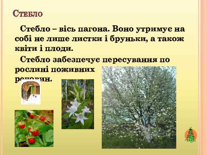 СТЕБЛО Стебло – вісь пагона. Воно утримує на собі не лише листки і бруньки,