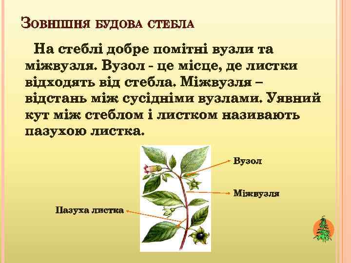 ЗОВНІШНЯ БУДОВА СТЕБЛА На стеблі добре помітні вузли та міжвузля. Вузол - це місце,