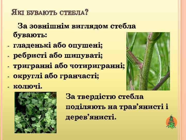 ЯКІ БУВАЮТЬ СТЕБЛА? - За зовнішнім виглядом стебла бувають: гладенькі або опушені; ребристі або