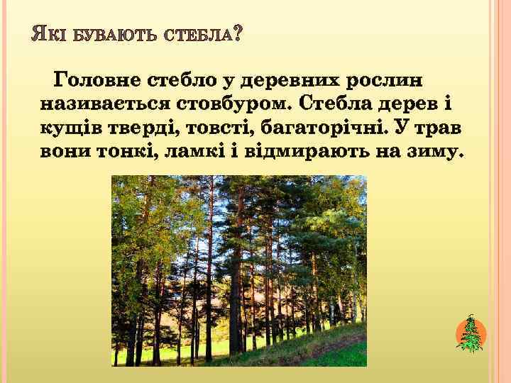 ЯКІ БУВАЮТЬ СТЕБЛА? Головне стебло у деревних рослин називається стовбуром. Стебла дерев і кущів