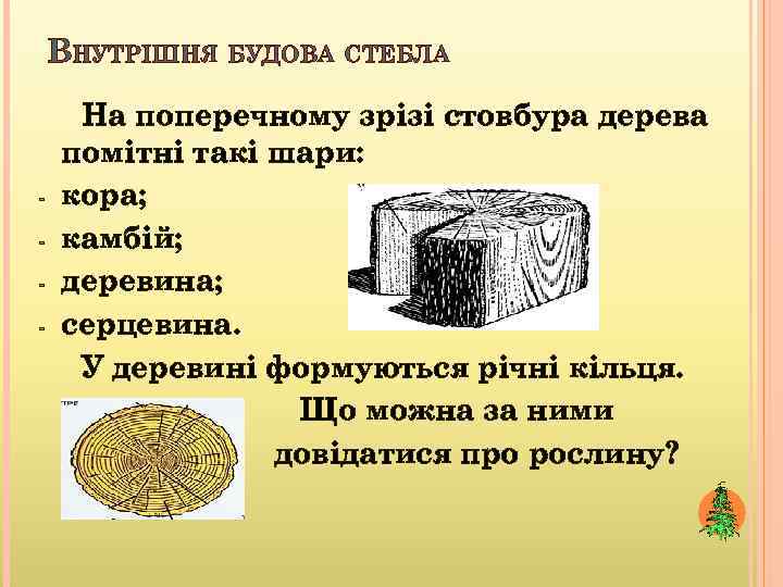 ВНУТРІШНЯ БУДОВА СТЕБЛА - На поперечному зрізі стовбура дерева помітні такі шари: кора; камбій;