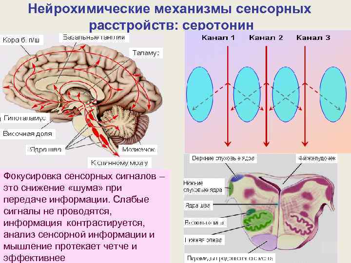 Нейрохимические механизмы сенсорных расстройств: серотонин Фокусировка сенсорных сигналов – это снижение «шума» при передаче