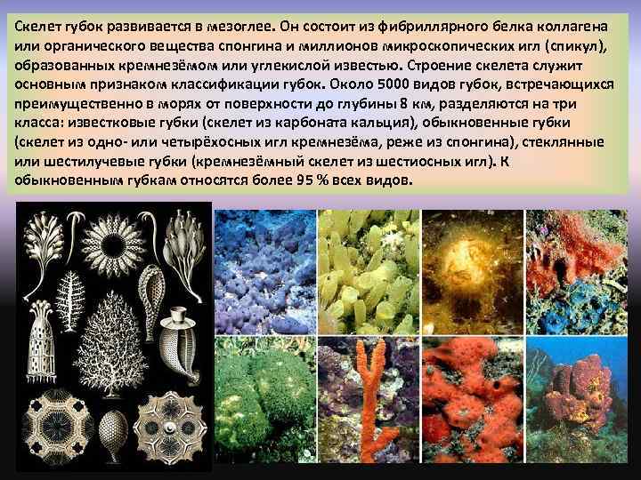 Скелет губок развивается в мезоглее. Он состоит из фибриллярного белка коллагена или органического вещества