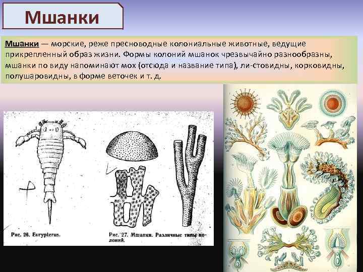 Колониальный образ жизни