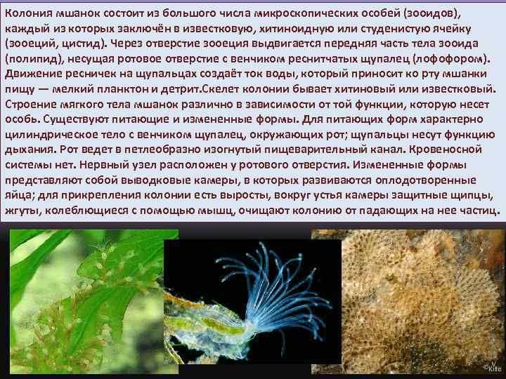 Колония мшанок состоит из большого числа микроскопических особей (зооидов), каждый из которых заключён в