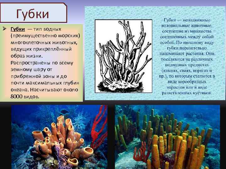 Губки Ø Губки — тип водных Губки (преимущественно морских) многоклеточных животных, ведущих прикреплённый образ