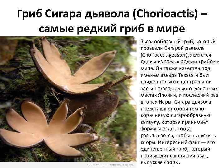 Гриб Сигара дьявола (Chorioactis) – самые редкий гриб в мире Звездообразный гриб, который прозвали