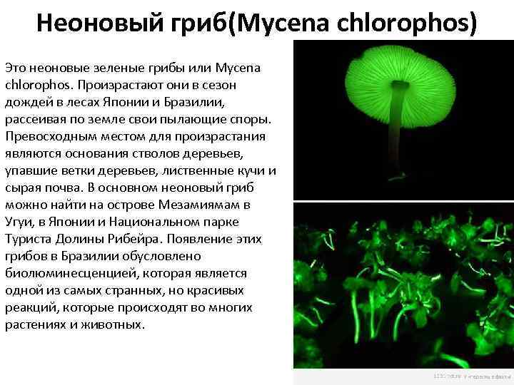Неоновый гриб(Mycena chlorophos) Это неоновые зеленые грибы или Mycena chlorophos. Произрастают они в сезон