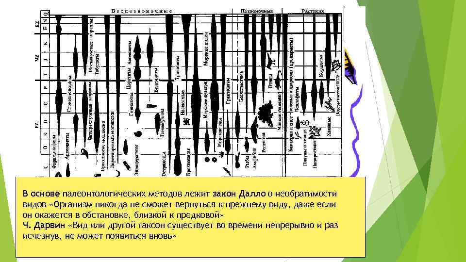 В основе палеонтологических методов лежит закон Далло о необратимости видов «Организм никогда не сможет