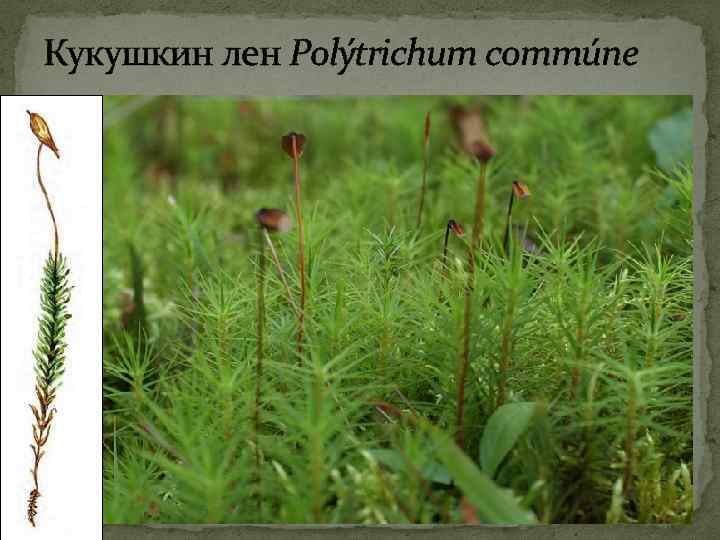 Кукушкин лен группа организмов. Кукушкин лен (Polytrichum commune. Мох политрихум Кукушкин лен. Реликтовые растения Кукушкин лён. Кукушкин лен раздельнополый.