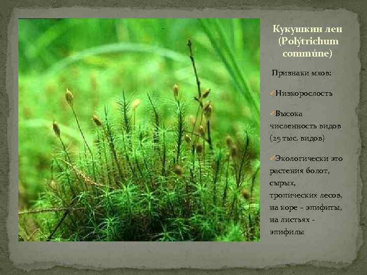 Кукушкин лен (Poly trichum commúne) Признаки мхов: üНизкорослость üВысока численность видов (25 тыс. видов)