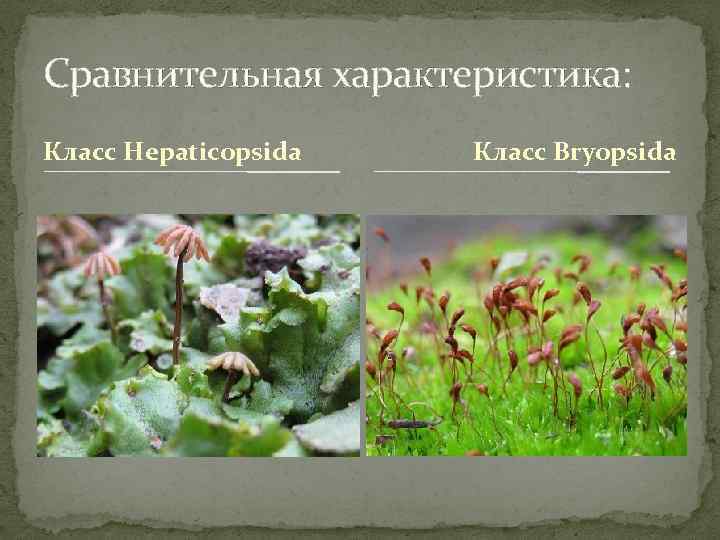 Сравнительная характеристика: Класс Hepaticopsida Класс Bryopsida 