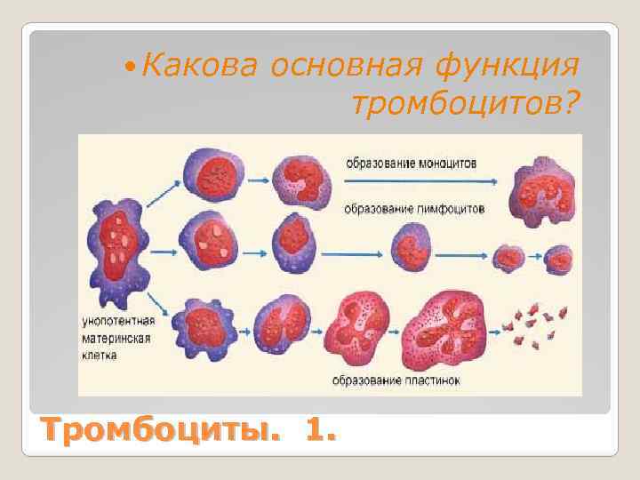 Тромбоциты количество функции. Основные метаболические процессы тромбоцитов. Функцией тромбоцитов является. Основные физиологические функции тромбоцитов. Основная функция тромбоцитов.