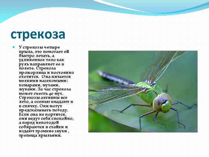 стрекоза У стрекозы четыре крыла, это помогает ей быстро летать, а удлиненное тело как