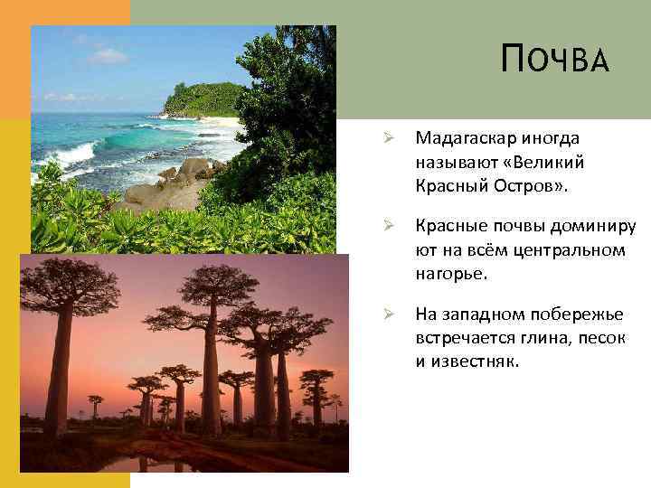 П ОЧВА Ø Мадагаскар иногда называют «Великий Красный Остров» . Ø Красные почвы доминиру