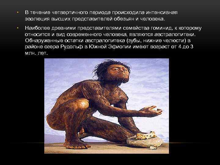 • В течение четвертичного периода происходила интенсивная эволюция высших представителей обезьян и человека.
