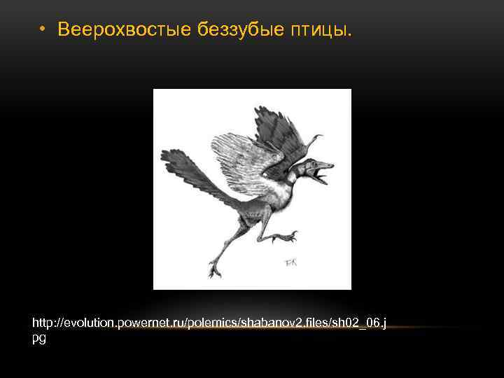  • Веерохвостые беззубые птицы. http: //evolution. powernet. ru/polemics/shabanov 2. files/sh 02_06. j pg
