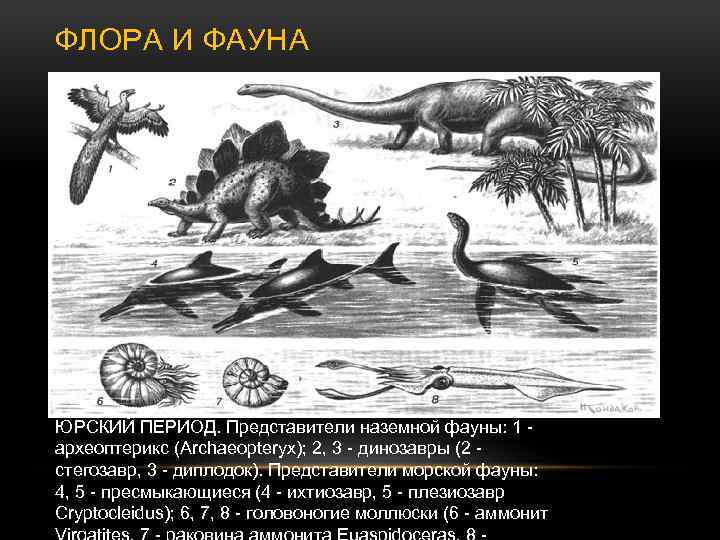 ФЛОРА И ФАУНА ЮРСКИЙ ПЕРИОД. Представители наземной фауны: 1 археоптерикс (Archaeopteryx); 2, 3 динозавры
