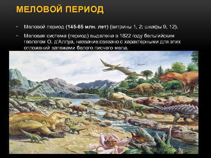 МЕЛОВОЙ ПЕРИОД • Меловой период (145 -65 млн. лет) (витрины 1, 2; шкафы 9,