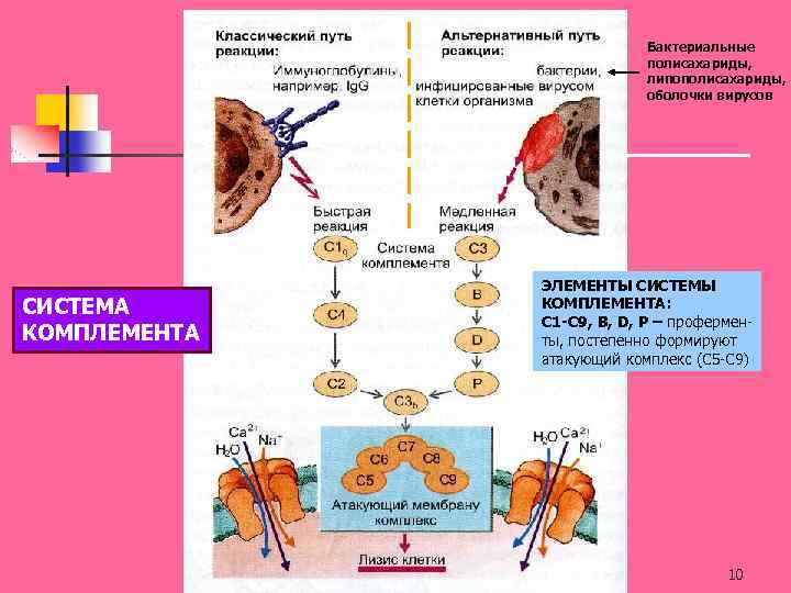 Бактериальные полисахариды, липополисахариды, оболочки вирусов СИСТЕМА КОМПЛЕМЕНТА ЭЛЕМЕНТЫ СИСТЕМЫ КОМПЛЕМЕНТА: C 1 -C 9,