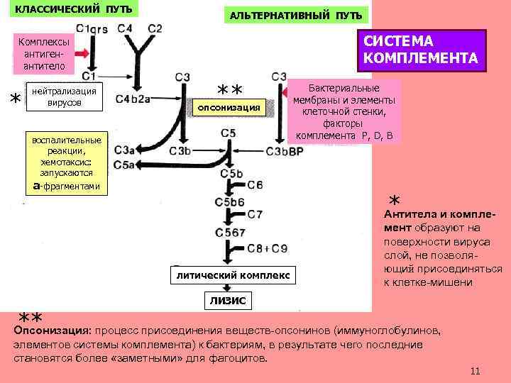 КЛАССИЧЕСКИЙ ПУТЬ АЛЬТЕРНАТИВНЫЙ ПУТЬ СИСТЕМА КОМПЛЕМЕНТА Комплексы антигенантитело * нейтрализация вирусов ** опсонизация воспалительные