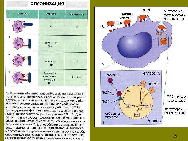 ОПСОНИЗАЦИЯ захват прикрепление образование фаголизосом и дегрануляция C 3 b Fc Fc оксидаза ФАГОСОМА