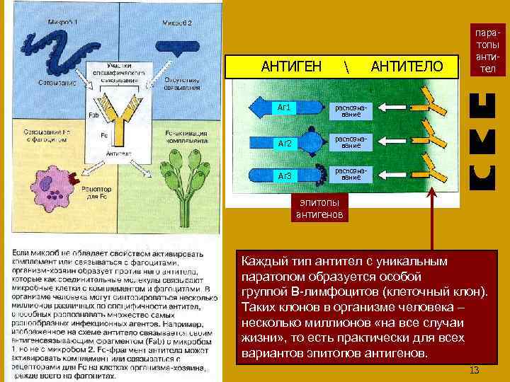 АНТИГЕН АНТИТЕЛО АНТИГЕНЫ И  АНТИТЕЛА Аг 1 паратопы антител распознавание Аг 2 распознавание