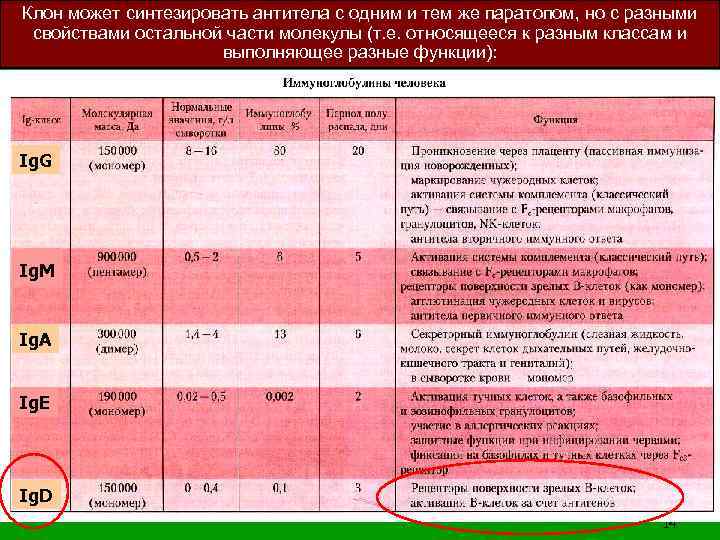 Клон может синтезировать антитела с одним и тем же паратопом, но с разными свойствами