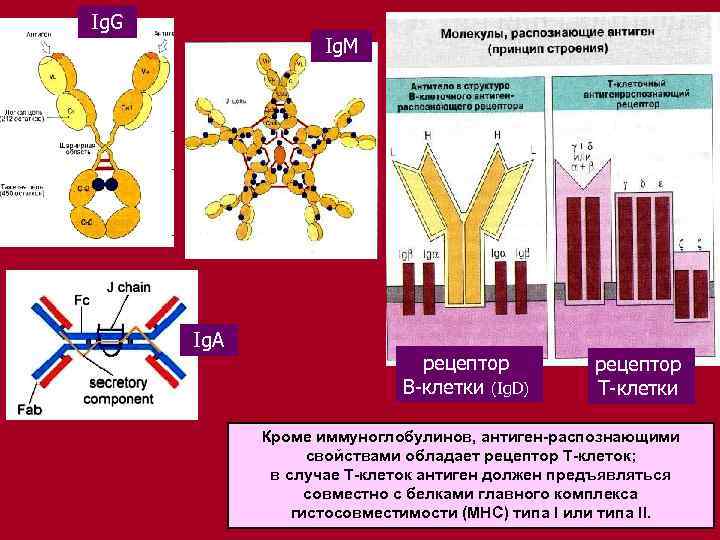 Ig. G Ig. М Ig. A рецептор В-клетки (Ig. D) рецептор Т-клетки Кроме иммуноглобулинов,