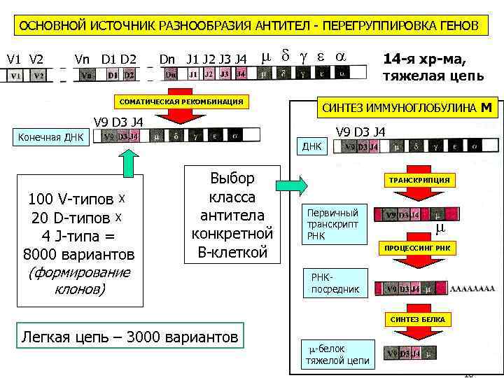 ОСНОВНОЙ ИСТОЧНИК РАЗНООБРАЗИЯ АНТИТЕЛ - ПЕРЕГРУППИРОВКА ГЕНОВ V 1 V 2 Vn D 1