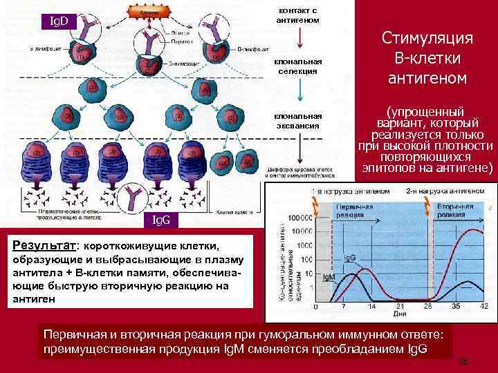 контакт с антигеном Ig. D клональная селекция клональная экспансия Стимуляция В-клетки антигеном (упрощенный вариант,