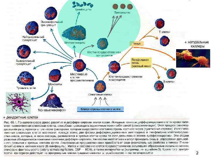 + натуральные киллеры + дендритные клетки 2 