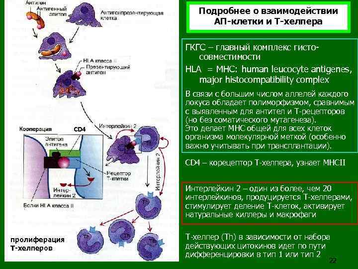 Подробнее о взаимодействии АП-клетки и Т-хелпера ГКГС – главный комплекс гистосовместимости HLA = MHC: