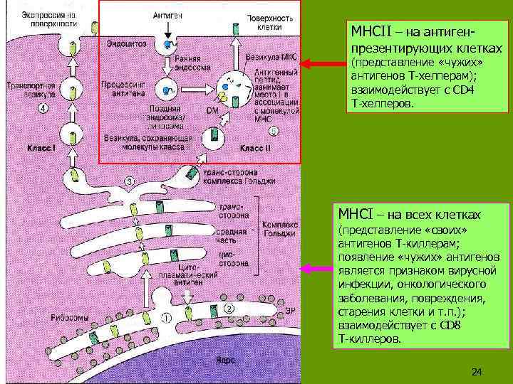 MHCII – на антиген- презентирующих клетках (представление «чужих» антигенов Т-хелперам); взаимодействует с CD 4