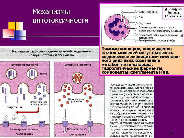 Механизмы цитотоксичности @ - индуцибельная NO-синтаза @ Помимо киллеров, повреждение клеток-мишеней могут вызывать выделяемые