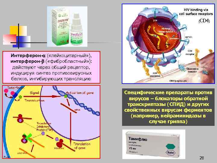 (CD 4) Интерферон- ( «лейкоцитарный» ), интерферон- ( «фибробластный» ): действуют через общий рецептор,