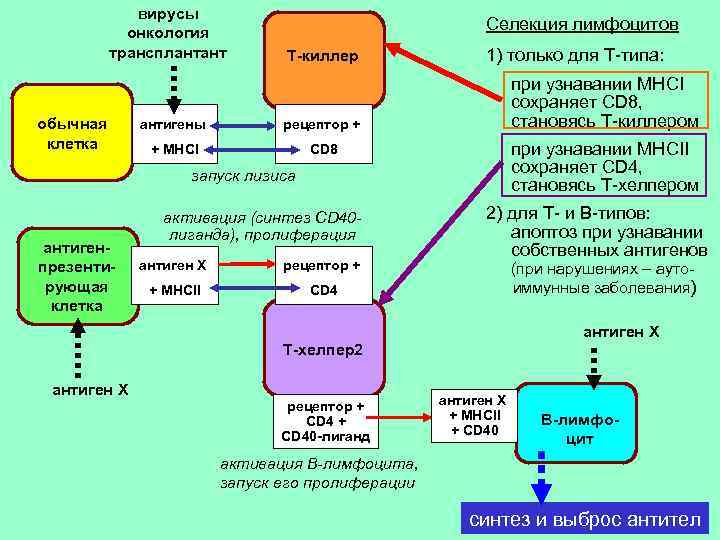 вирусы онкология трансплантант обычная клетка Селекция лимфоцитов Т-киллер антигены при узнавании МНCI сохраняет CD