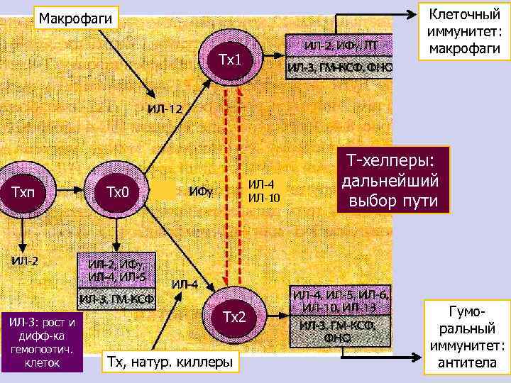 Клеточный иммунитет: макрофаги Макрофаги Тх1 Тхп ИЛ-3: рост и дифф-ка гемопоэтич. клеток ИЛ-4 ИЛ-10