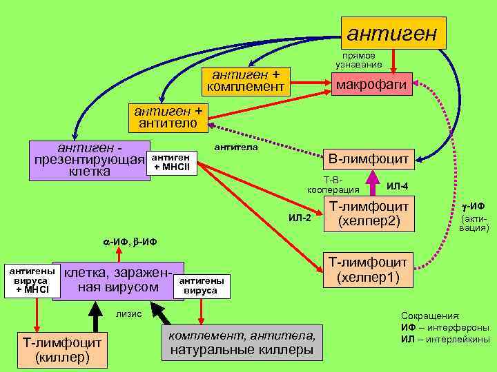 антиген прямое узнавание антиген + комплемент макрофаги антиген + антитело антиген презентирующая клетка антиген