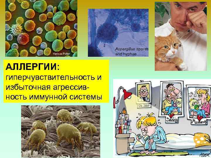 Aspergillus spores and hyphae АЛЛЕРГИИ: гиперчувствительность и избыточная агрессивность иммунной системы 38 