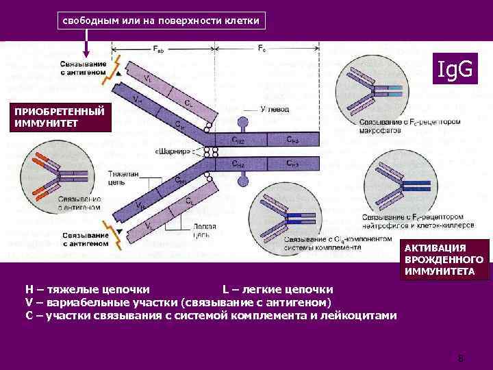 свободным или на поверхности клетки Ig. G ПРИОБРЕТЕННЫЙ ИММУНИТЕТ АКТИВАЦИЯ ВРОЖДЕННОГО ИММУНИТЕТА Н –